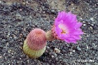 Echinocereus rigidissimus rubispinus Lau088 JL1255.jpg